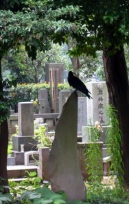 Crow in Yanaka Cemetery, Photo by Jason Josephson rights reserved